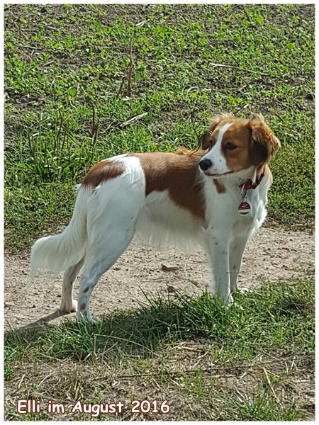 Kooikerhondje von der Spessartrose