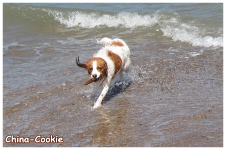 Kooikerhondje von der Spessartrose