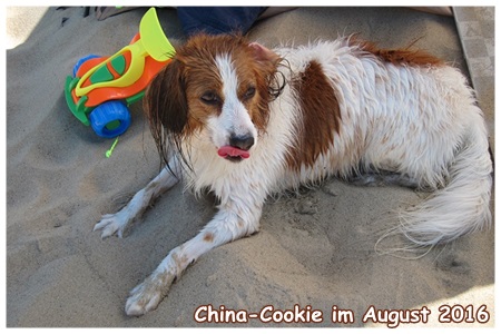 Kooikerhondje von der Spessartrose