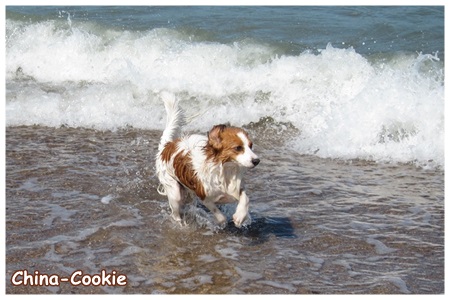 Kooikerhondje von der Spessartrose