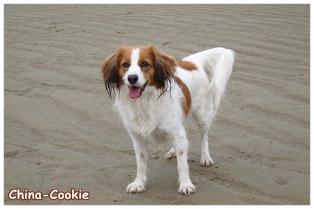 Kooikerhondje von der Spessartrose