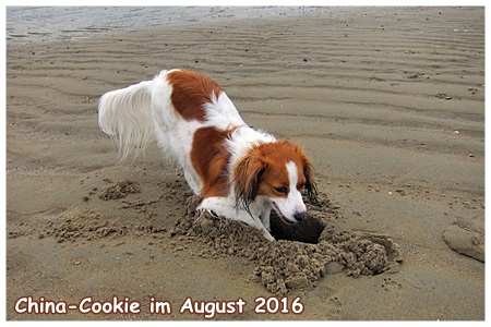 Kooikerhondje von der Spessartrose