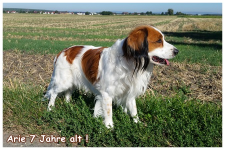 Kooikerhondje von der Spessartrose