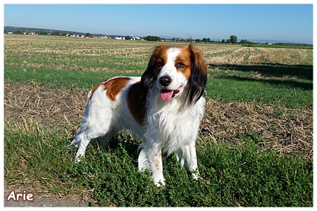 Kooikerhondje von der Spessartrose