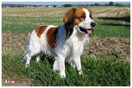 Kooikerhondje von der Spessartrose