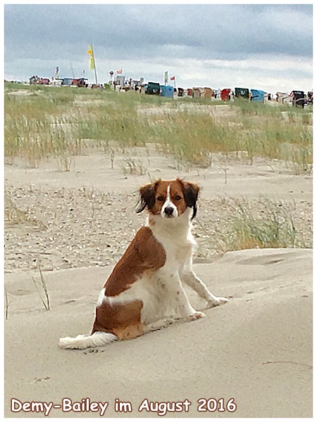 Kooikerhondje von der Spessartrose