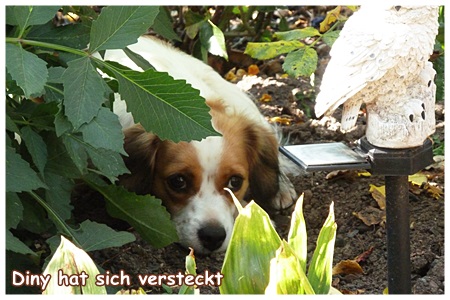 Kooikerhondje von der Spessartrose