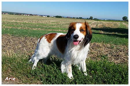 Kooikerhondje von der Spessartrose