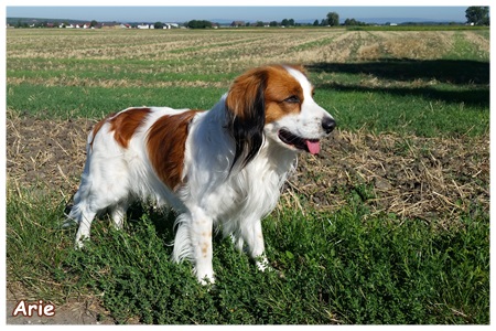 Kooikerhondje von der Spessartrose