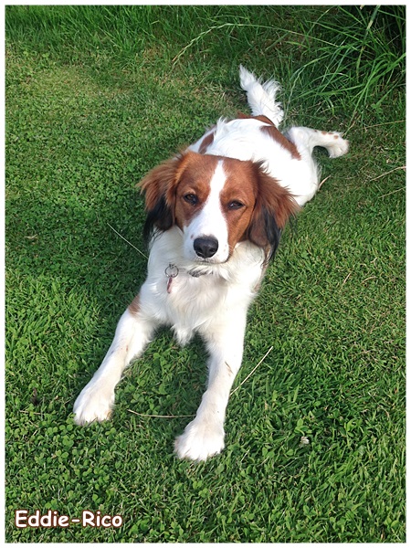 Kooikerhondje von der Spessartrose