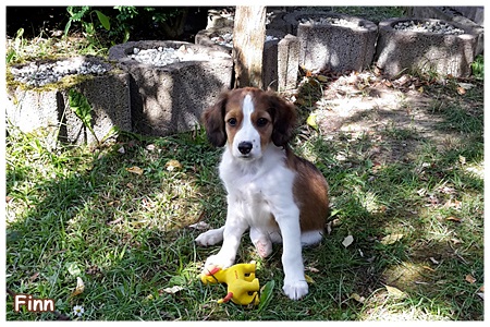 Kooikerhondje von der Spessartrose