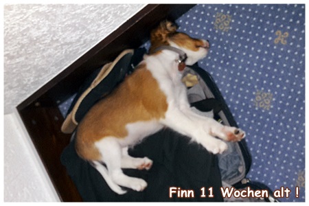 Kooikerhondje von der Spessartrose