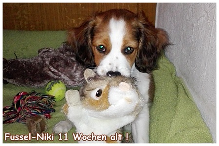 Kooikerhondje von der Spessartrose