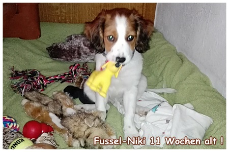 Kooikerhondje von der Spessartrose