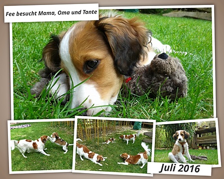 Kooikerhondje von der Spessartrose