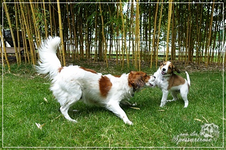 Kooikerhondje von der Spessartrose