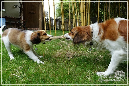 Kooikerhondje von der Spessartrose