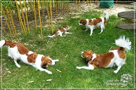 Kooikerhondje von der Spessartrose