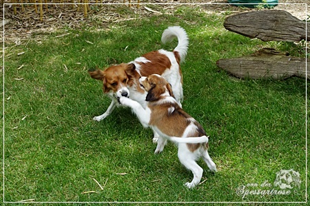 Kooikerhondje von der Spessartrose