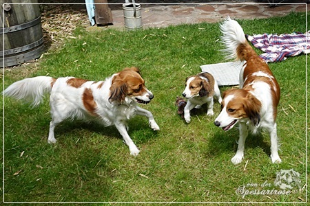 Kooikerhondje von der Spessartrose