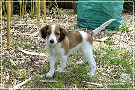 Kooikerhondje von der Spessartrose