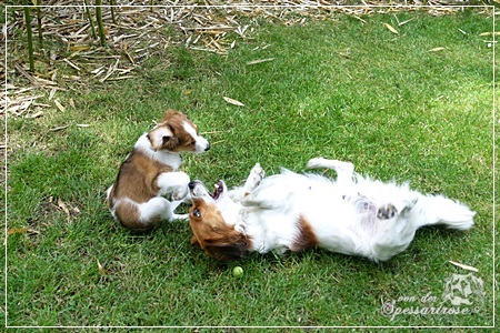 Kooikerhondje von der Spessartrose