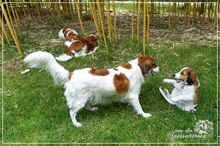 Kooikerhondje von der Spessartrose