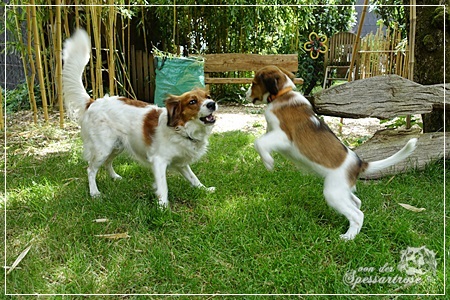 Kooikerhondje von der Spessartrose