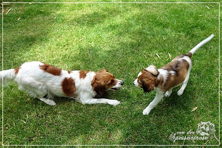 Kooikerhondje von der Spessartrose