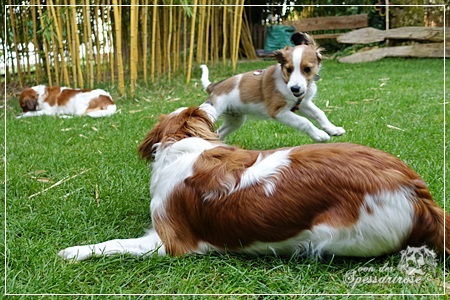 Kooikerhondje von der Spessartrose