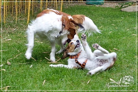 Kooikerhondje von der Spessartrose