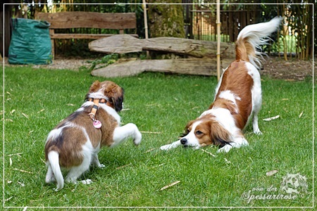 Kooikerhondje von der Spessartrose