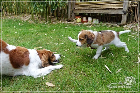 Kooikerhondje von der Spessartrose