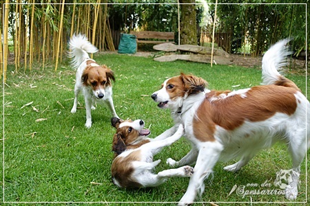 Kooikerhondje von der Spessartrose