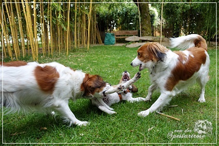 Kooikerhondje von der Spessartrose