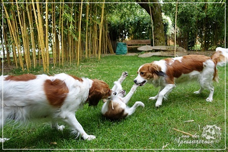 Kooikerhondje von der Spessartrose