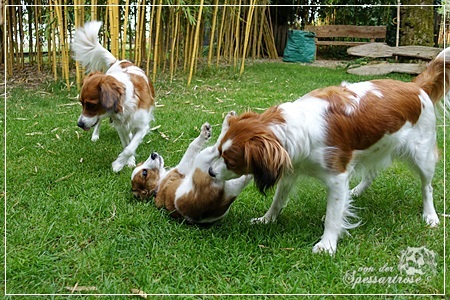 Kooikerhondje von der Spessartrose