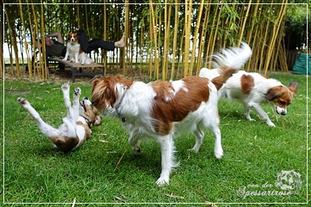 Kooikerhondje von der Spessartrose