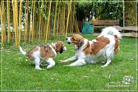 Kooikerhondje von der Spessartrose