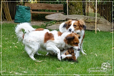 Kooikerhondje von der Spessartrose