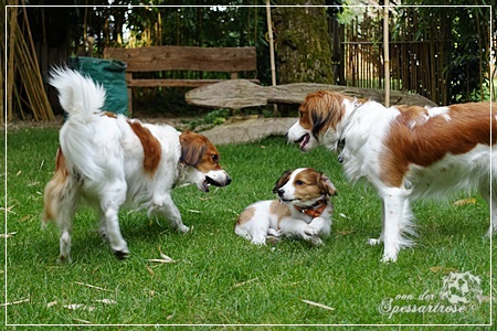 Kooikerhondje von der Spessartrose