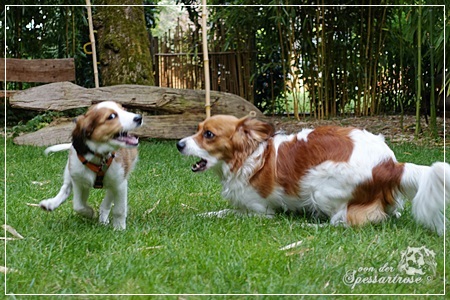 Kooikerhondje von der Spessartrose