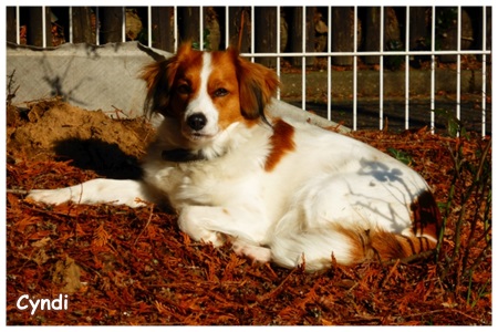 Kooikerhondje von der Spessartrose