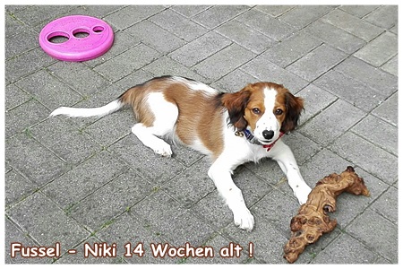 Kooikerhondje von der Spessartrose