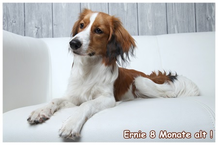 Kooikerhondje von der Spessartrose