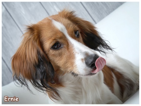 Kooikerhondje von der Spessartrose