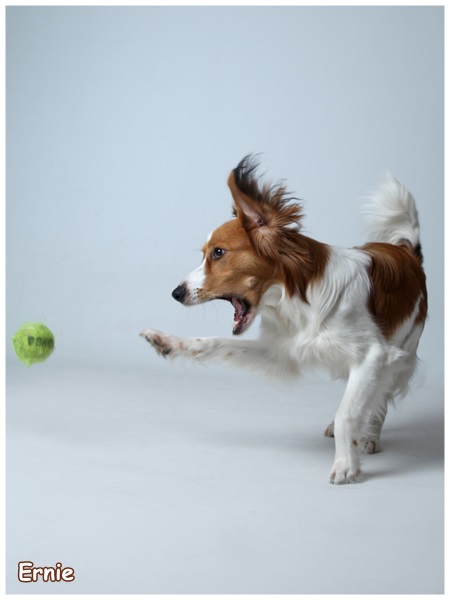 Kooikerhondje von der Spessartrose