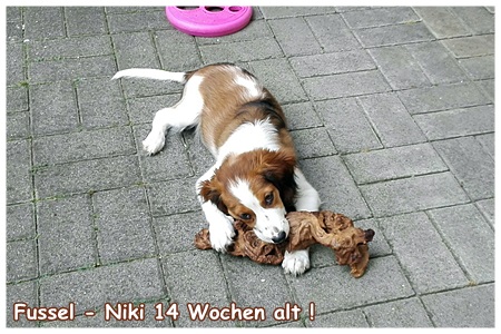 Kooikerhondje von der Spessartrose