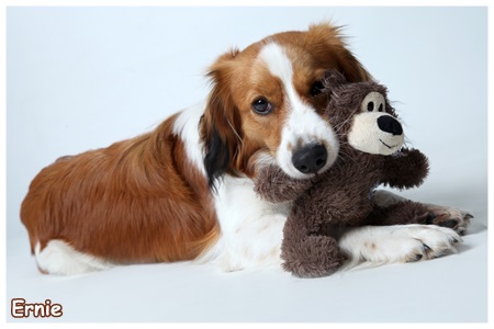 Kooikerhondje von der Spessartrose