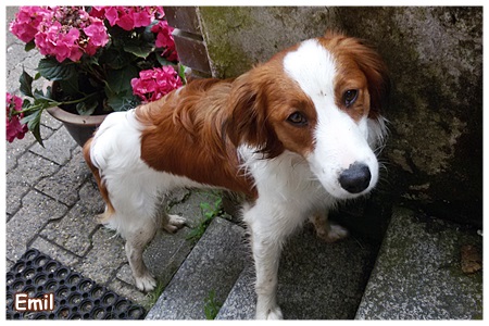 Kooikerhondje von der Spessartrose